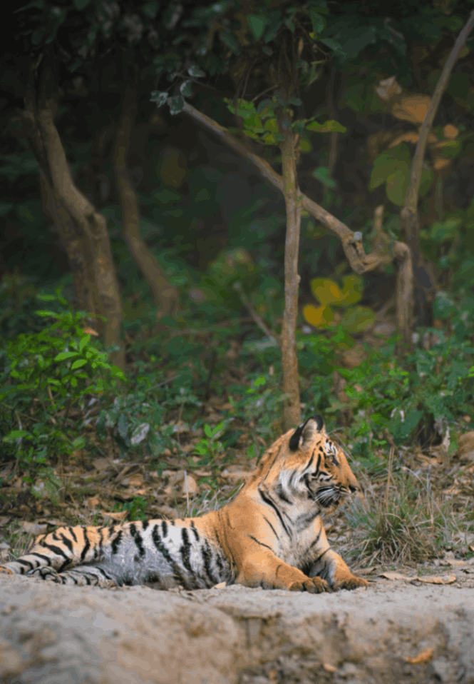 Jim Corbett National Park